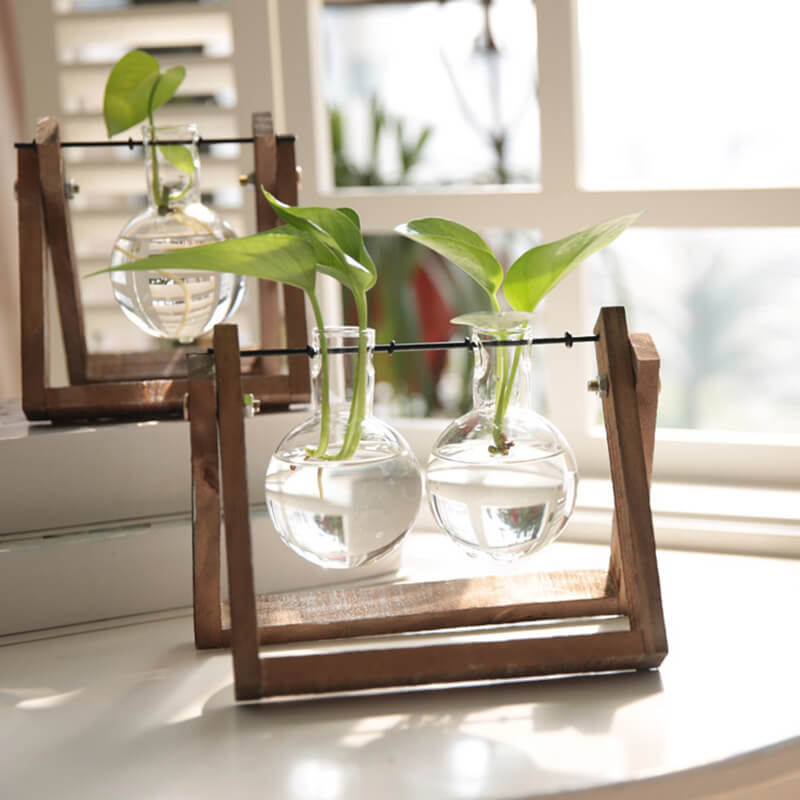 Vase en verre pour plantes hydroponiques