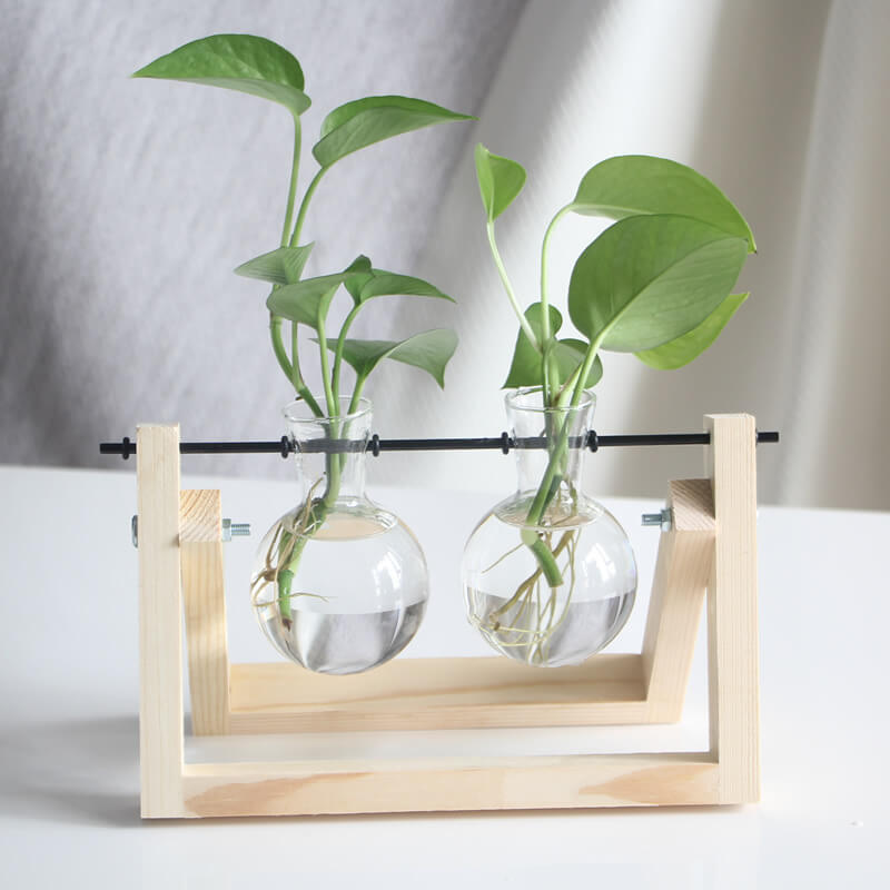 Vase en verre pour plantes hydroponiques