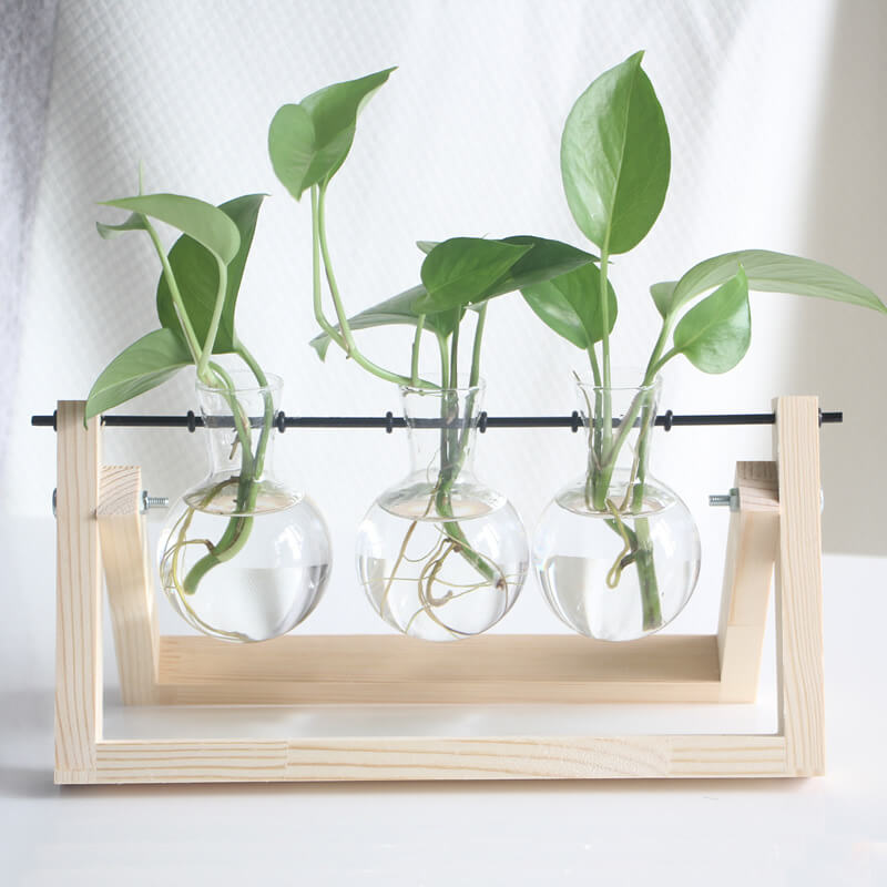 Vase en verre pour plantes hydroponiques